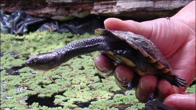 Children across Greater Shepparton are invited to Turtle Talk