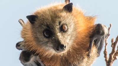 Get batty these school holidays with free Bats in Our Neighbourhood night 